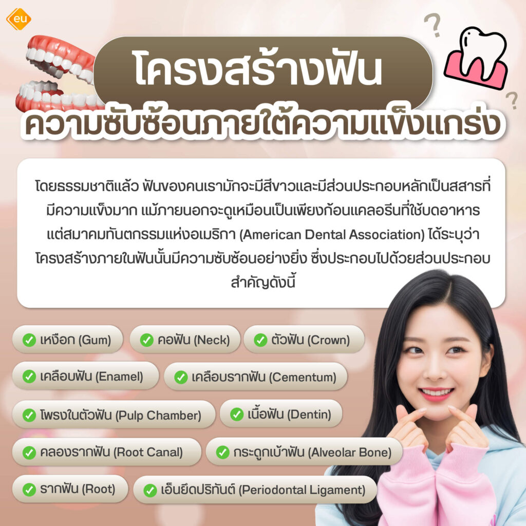 โครงสร้างฟัน